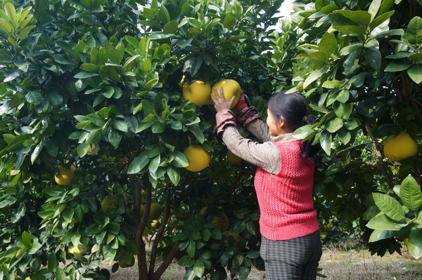 绿航果业菊花芯基地